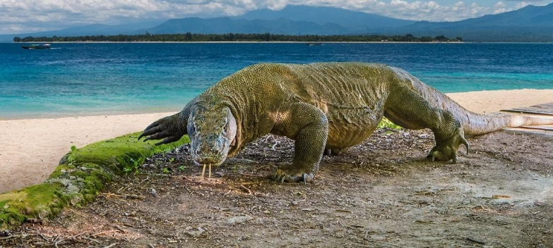 Belajarlah mengunci resiko dari seekor komodo